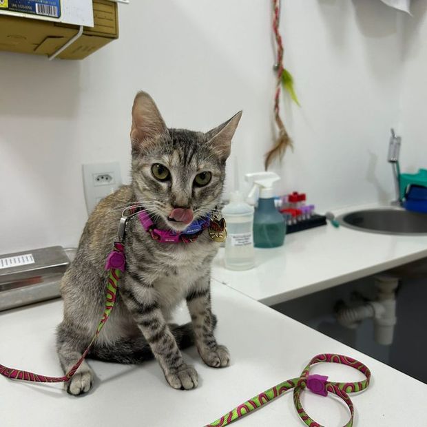 Gato de guia sobre a mesa do consultório felino da Miauz