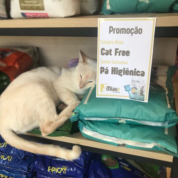 Gato dormindo sobre as areias higiênicas na loja da Miauz