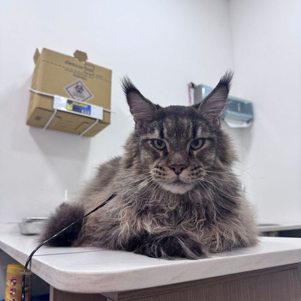 Gato Maine Coon sobre a mesa do consultório da Miauz