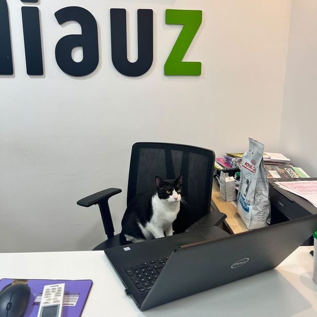 Gato na cadeira da recepção da Miauz, sob o letreiro da marca